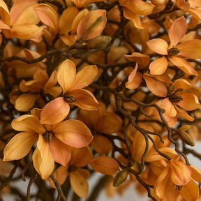 Árvore de magnólia Bege em vaso St. Tr. branco brilhante lançamento